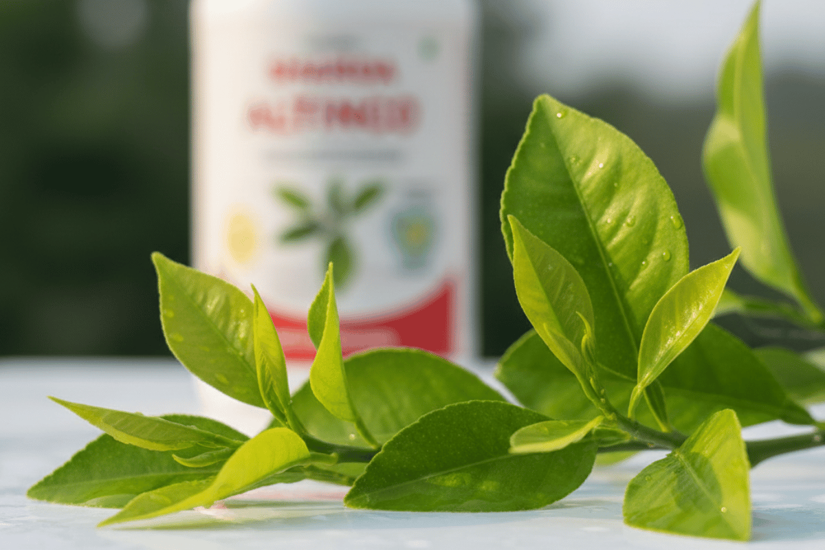 brotes de limonero sanos tras un tratamiento